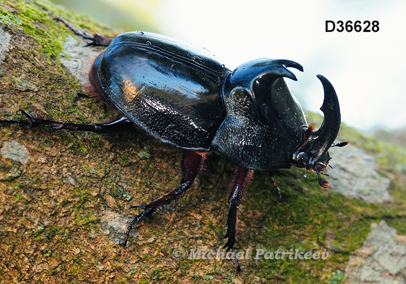 Black Pan Beetle (Enema pan)